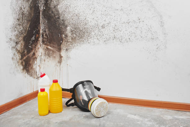 Best Mold Cleaning Services  in Orofino, ID