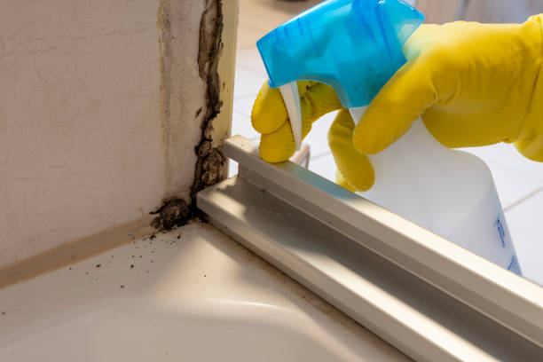Best Mold Testing  in Orofino, ID