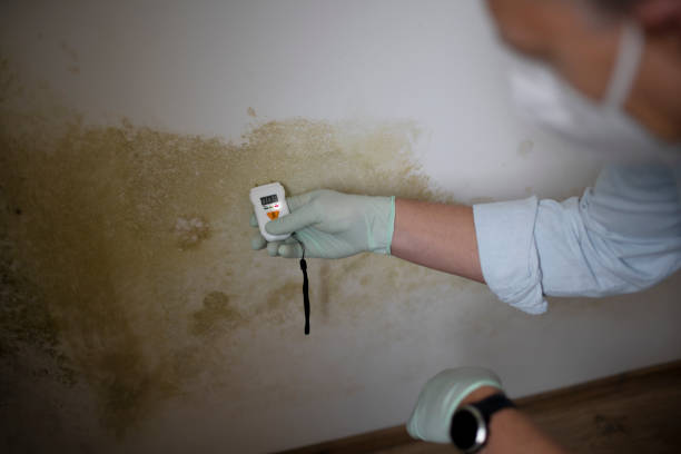 Mold Testing and Removal in Orofino, ID